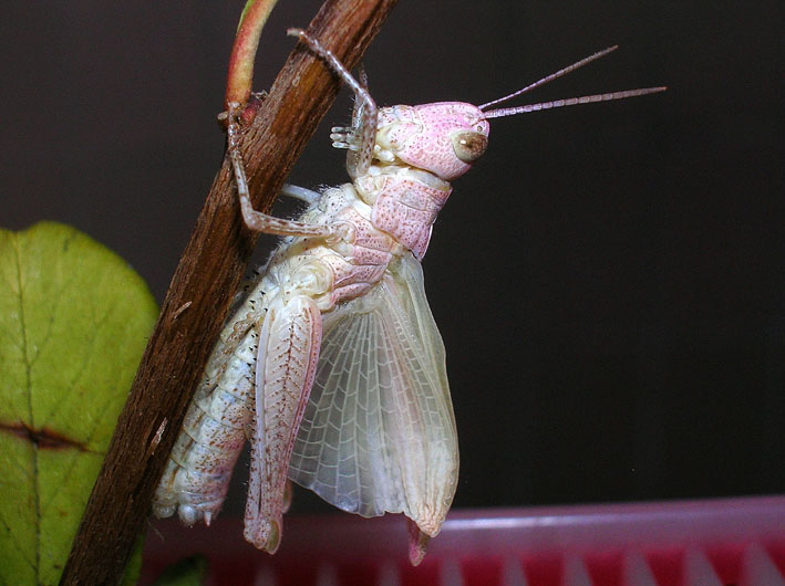 Cavalletta rosa e muta in diretta! Chorthippus brunneus