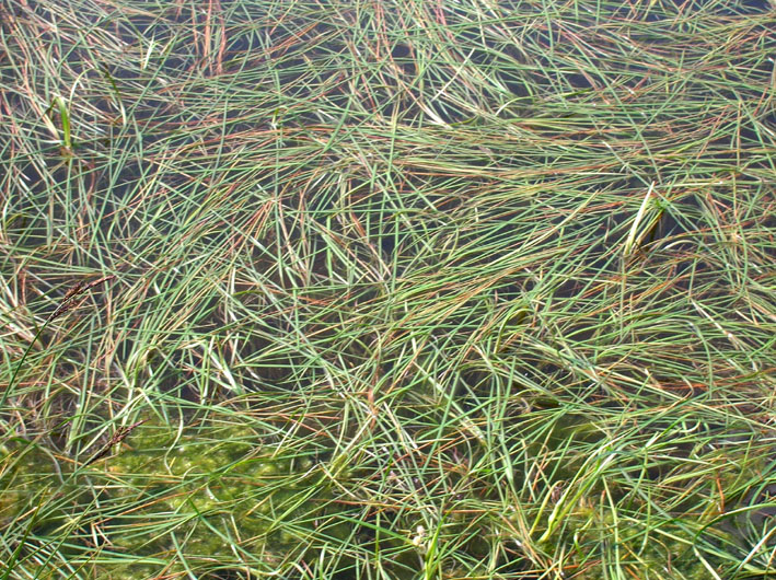 Sparganium angustifolium / Coltellaccio natante