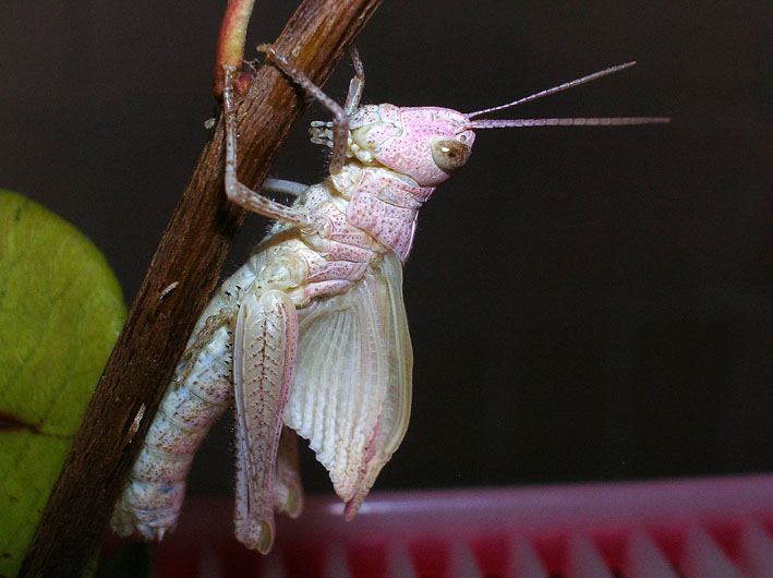 Cavalletta rosa e muta in diretta! Chorthippus brunneus