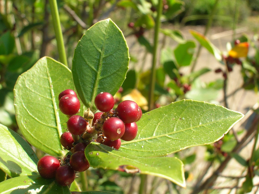 Ilex aquifolium (Agrifoglio)