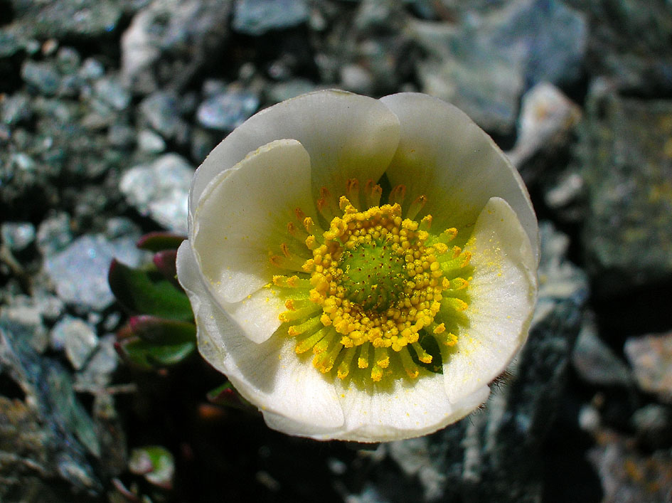 Ranunculus glacialis / Ranunculo glaciale