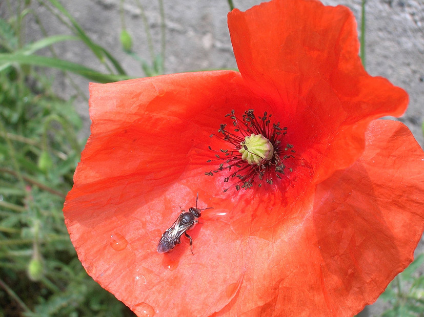 Dove sono finiti i papaveri? Papaver rhoeas