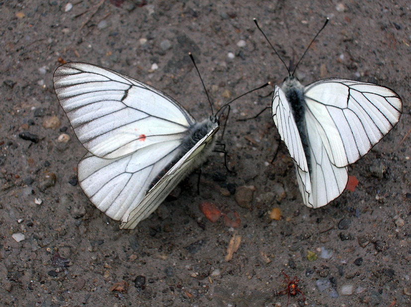 Brenthis daphne, Maniola jurtina e Aporia crataegi