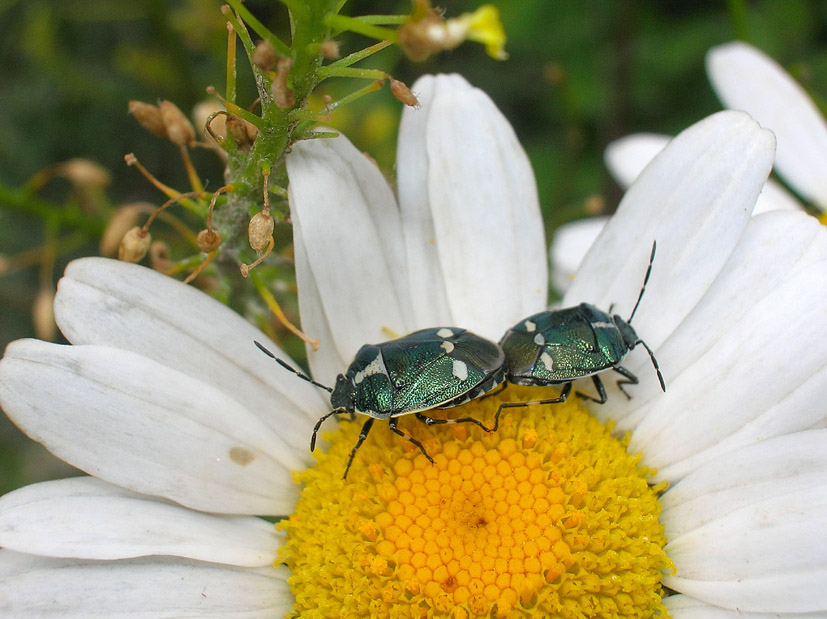 Emitteri: Eurydema oleracea e Dolycoris baccarum