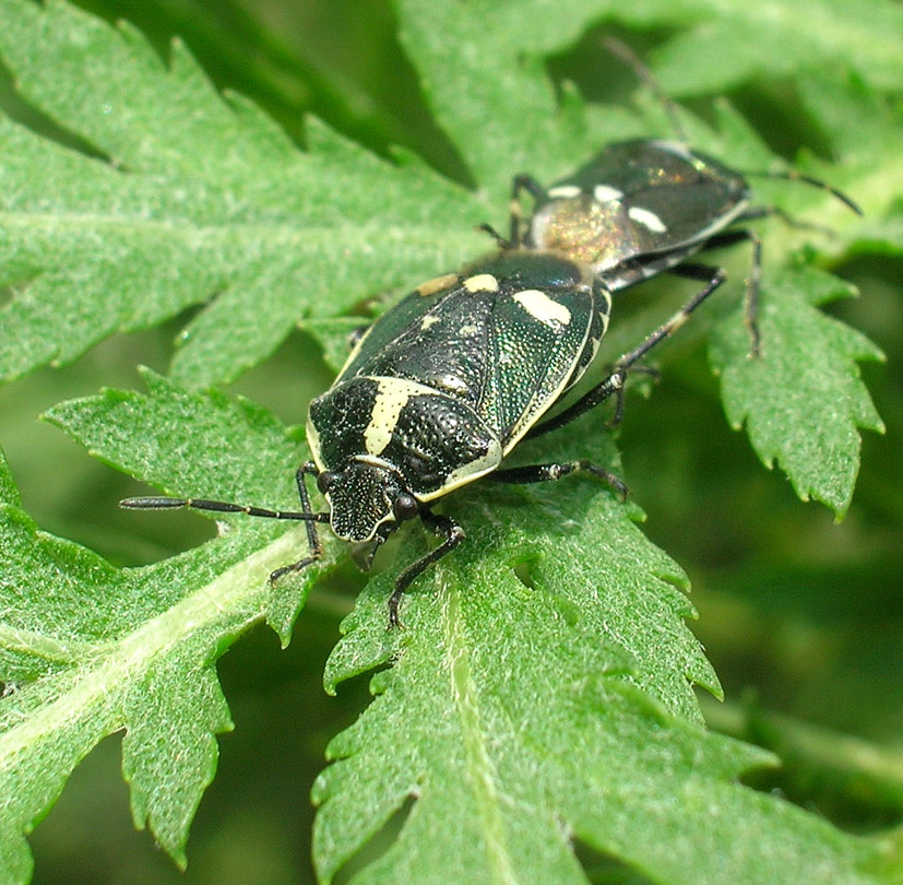 Emitteri: Eurydema oleracea e Dolycoris baccarum