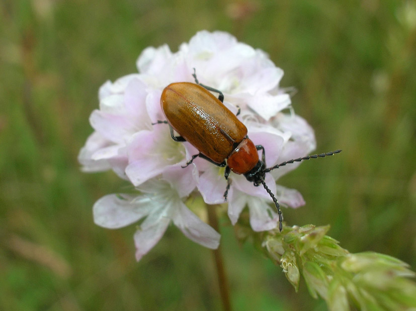 Exosoma lusitanicum (Col. Chrysomelidae)