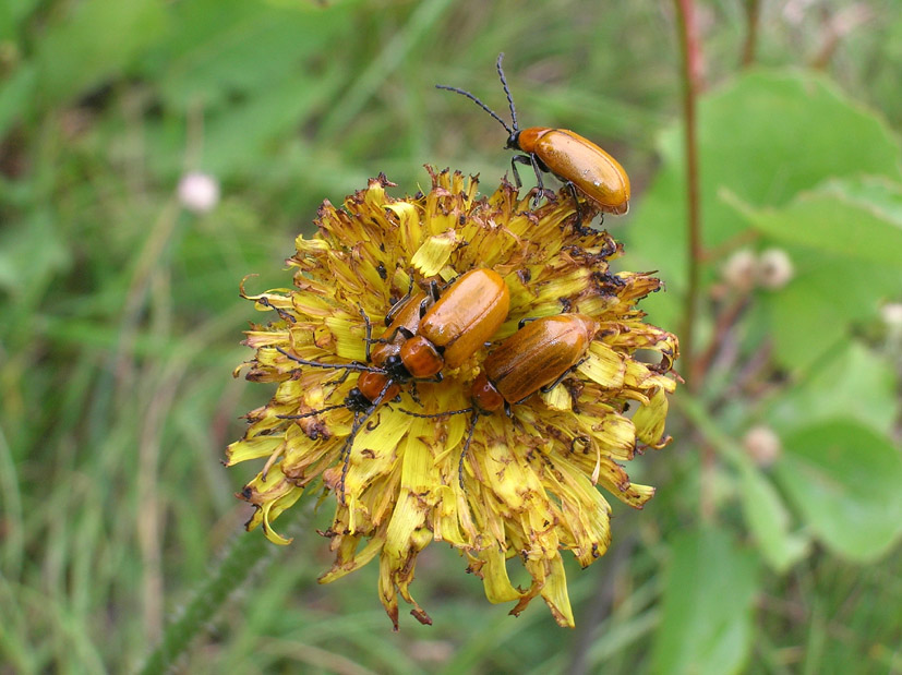 Exosoma lusitanicum (Col. Chrysomelidae)