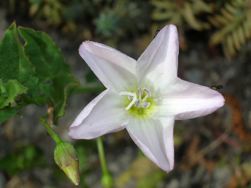 Convolvulus arvensis ... una stella  caduta in un prato
