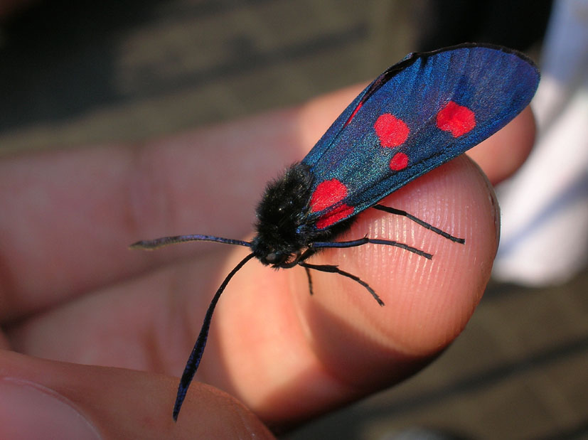 Zygaena  ............