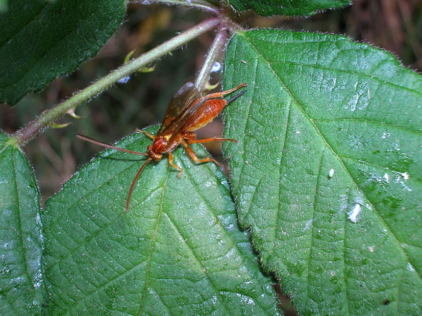 Ichneumonidae sp.