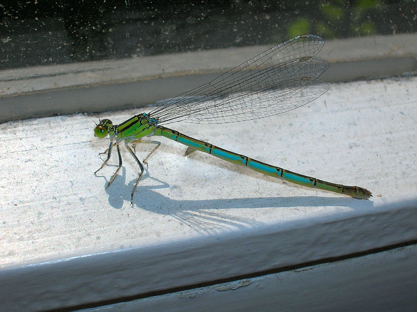 Un gioiello mi  entrato in casa Erythromma lindenii