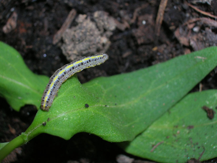 bruchi sconosciuti...a me....Calophasia platyptera