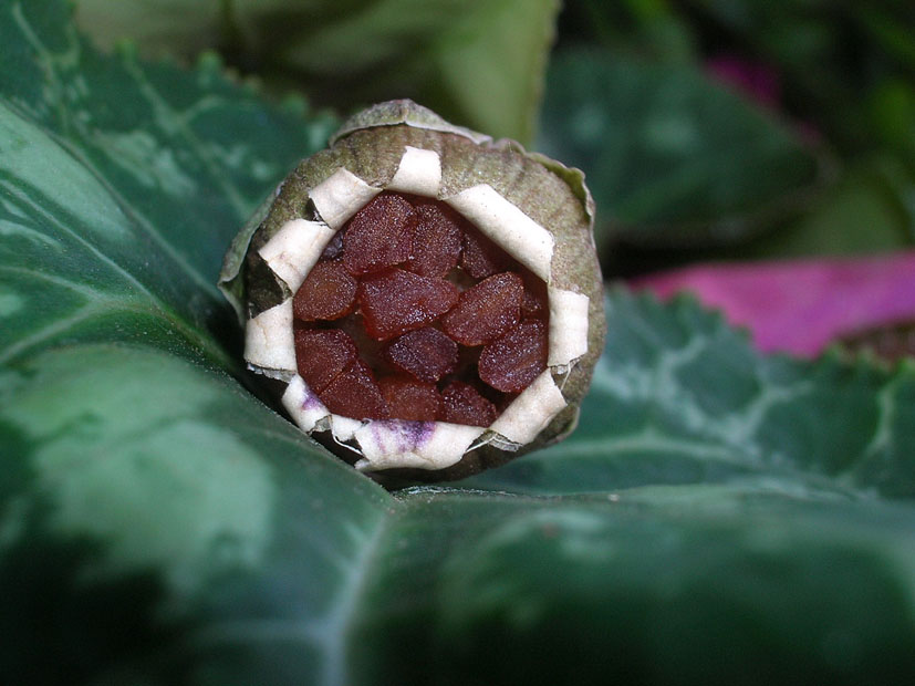 Ciclamino (frutto e semi) pianta coltivata
