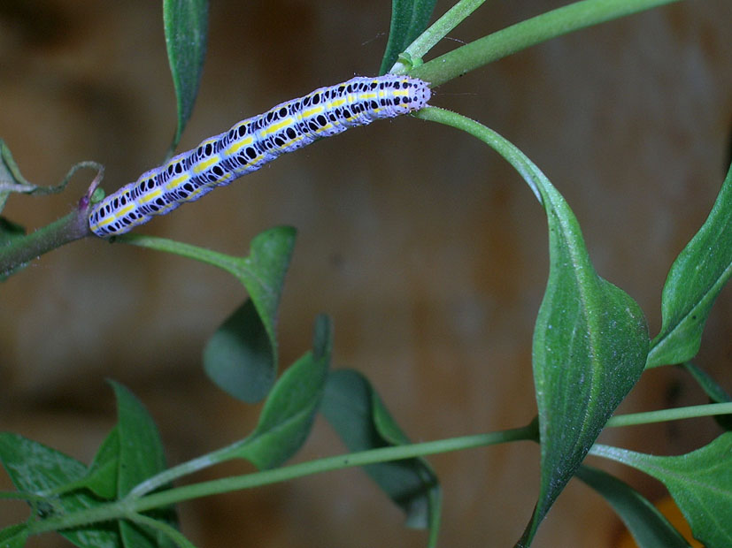 bruchi sconosciuti...a me....Calophasia platyptera