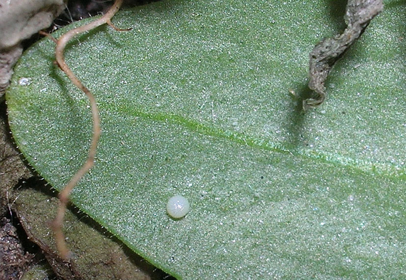 bruchi sconosciuti...a me....Calophasia platyptera