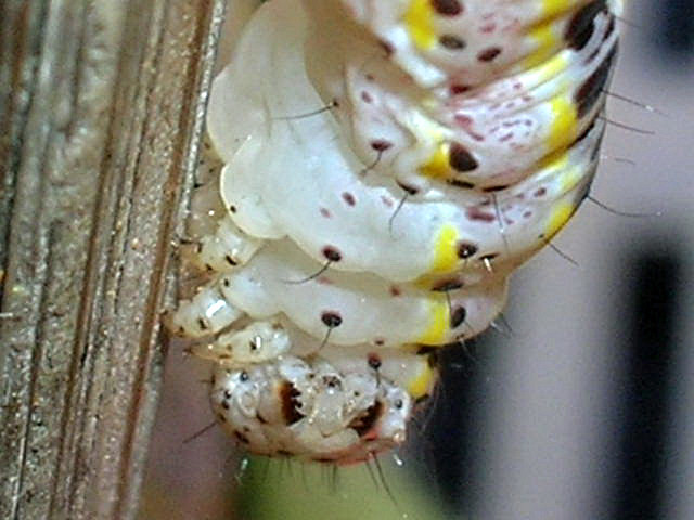 bruchi sconosciuti...a me....Calophasia platyptera