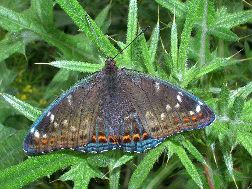 Spettacolo della natura: Limenitis populi