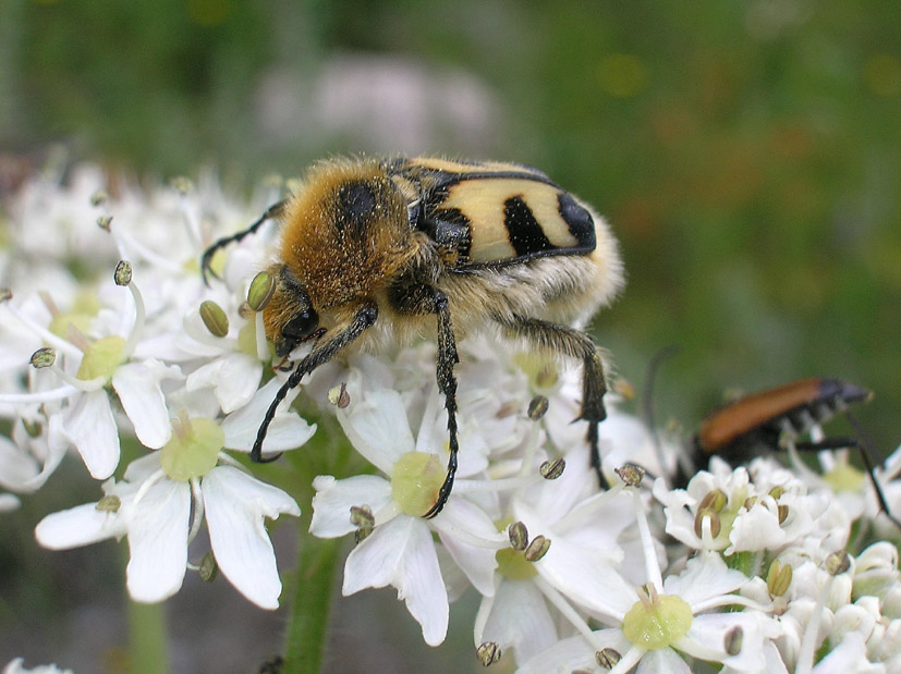 Trichius fasciatus