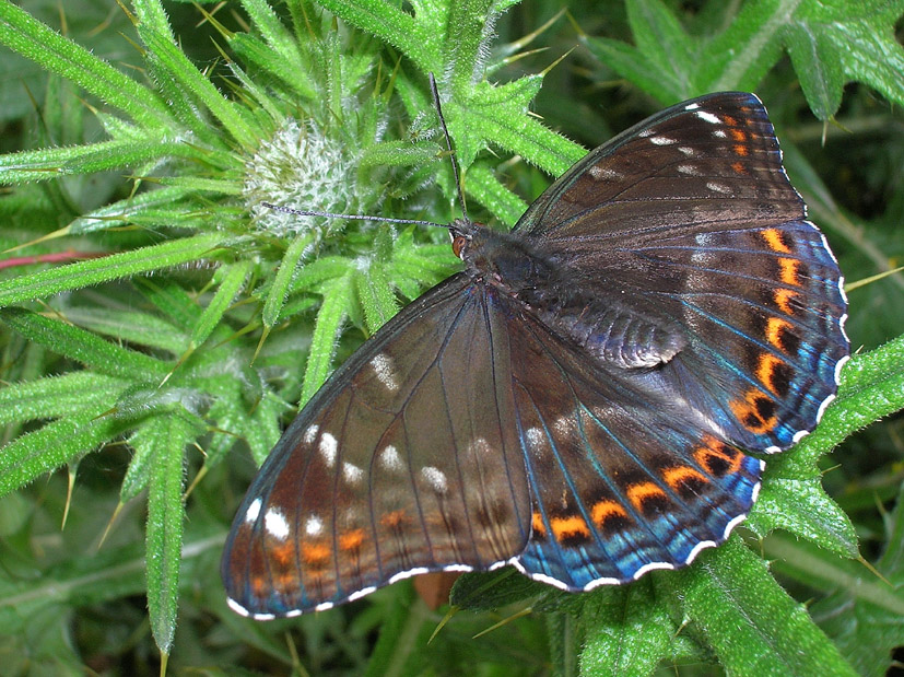 Spettacolo della natura: Limenitis populi