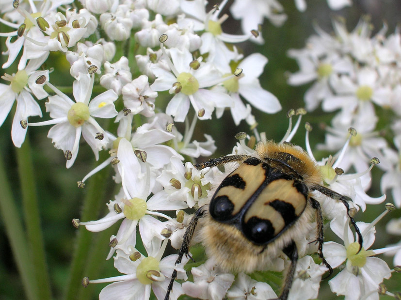 Trichius fasciatus