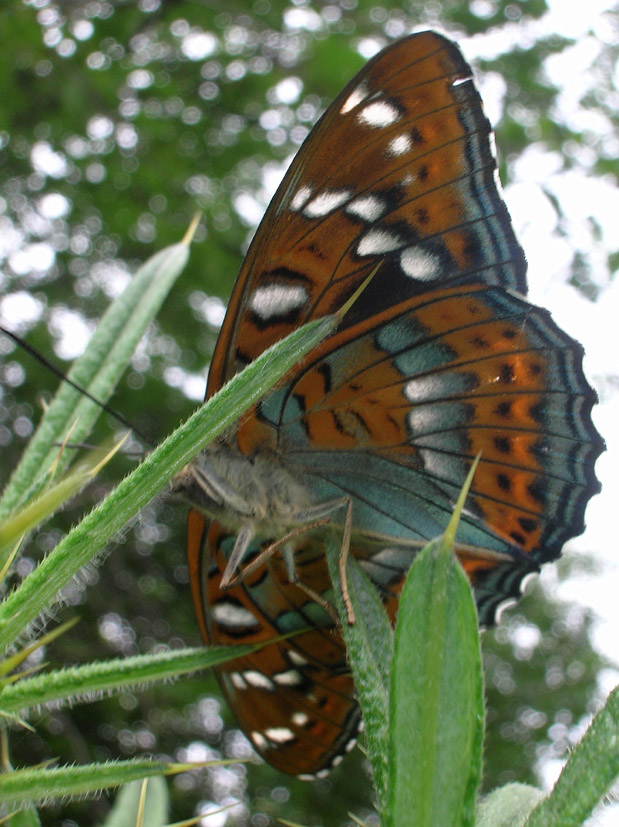 Spettacolo della natura: Limenitis populi