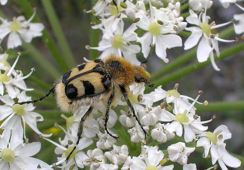 Trichius fasciatus