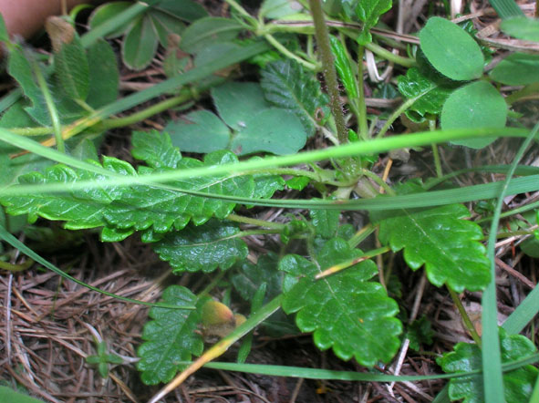 Dryas octopetala / Camedrio alpino