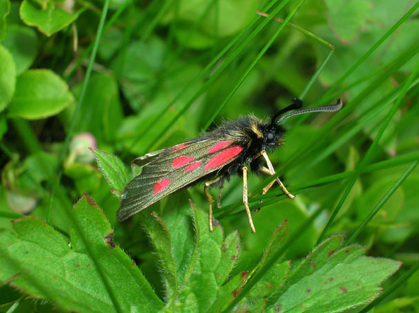 Zygaena exulans