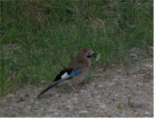 Ghiandaia - Garrulus glandarius