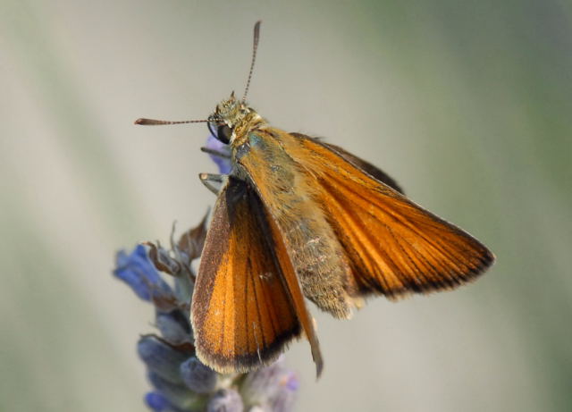 Hesperiidae: Thymelicus lineola