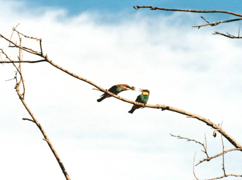 Gruccioni Merops apiaster