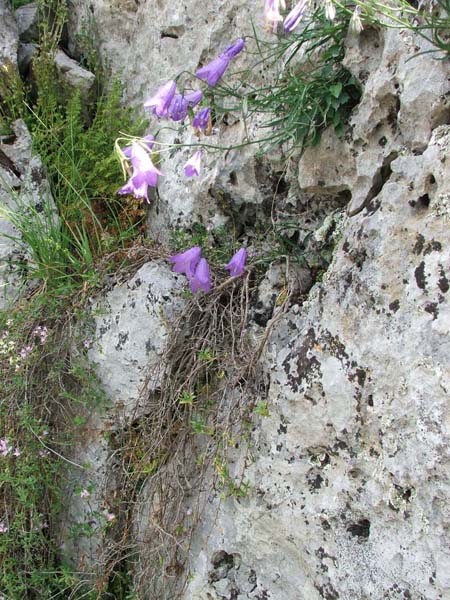 Campanula scheuchzeri subsp. pseudostenocodon / Campanula falsa stenocodon
