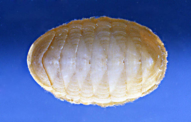 Lepidopleurus (Leptochiton) algesirensis