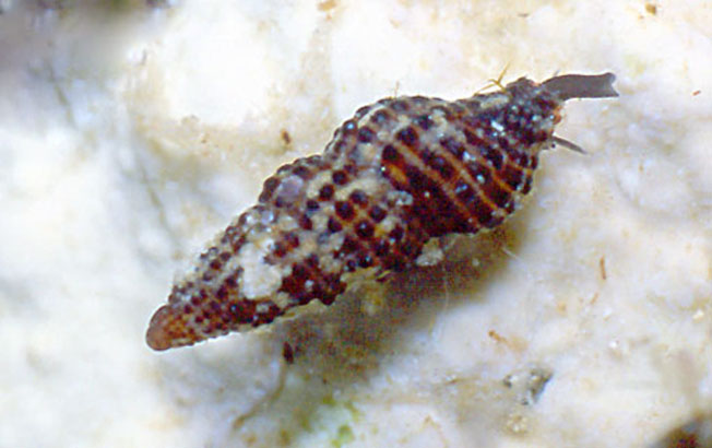 Famiglia Buccinidae: il genere Chauvetia
