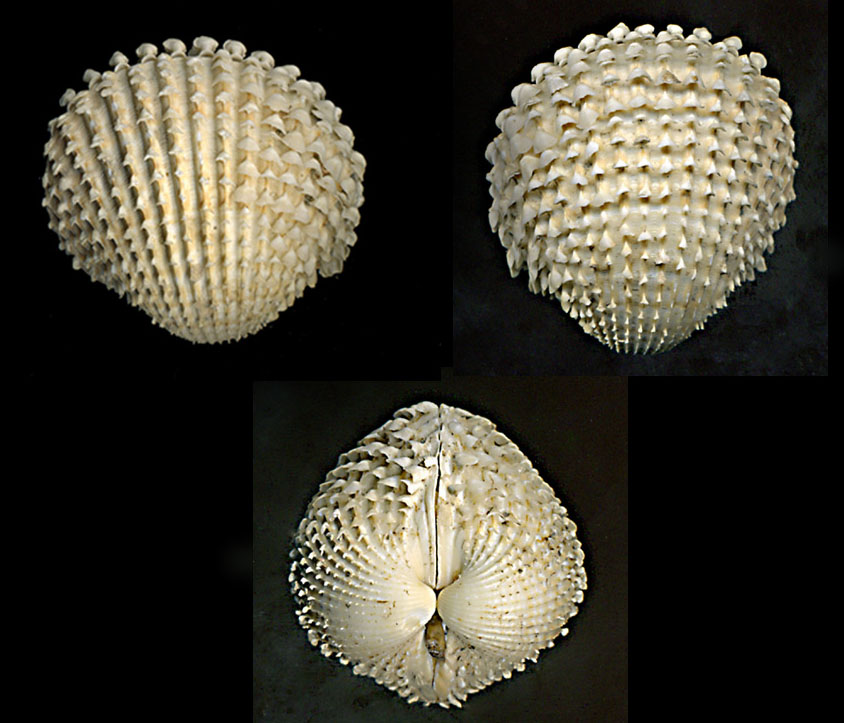 Acanthocardia echinata deshayesi