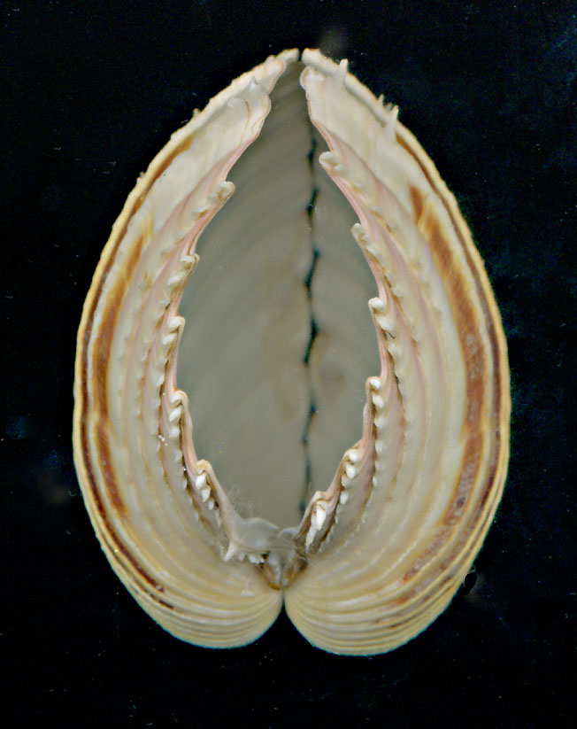 Cardium hians