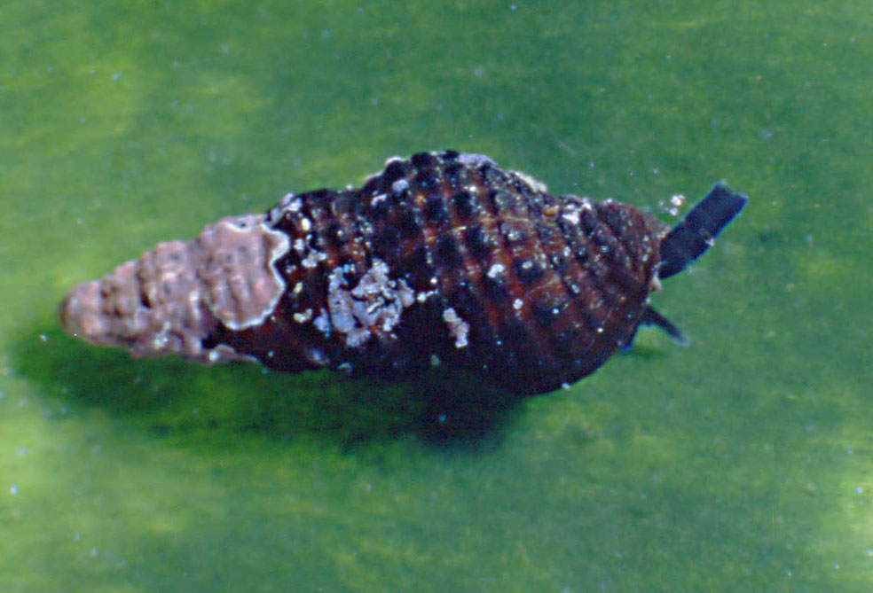 Famiglia Buccinidae: il genere Chauvetia