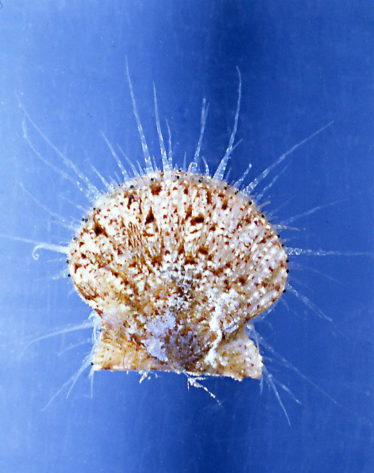 Pectinidae