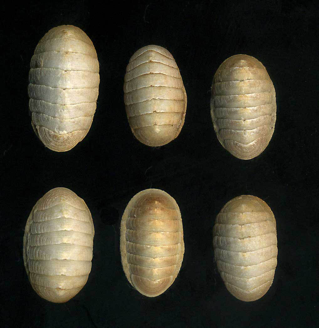 Lepidopleurus (Leptochiton) algesirensis