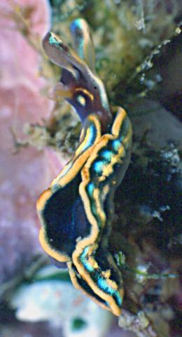 Tritonia striata