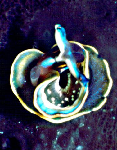 Tritonia striata