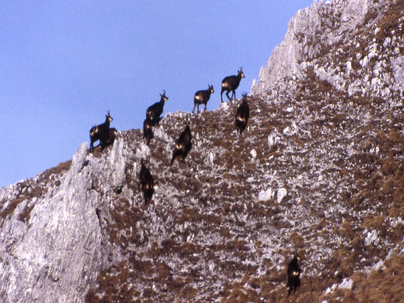 Rupicapra rupicapra.....dal Trentino Alto Adige