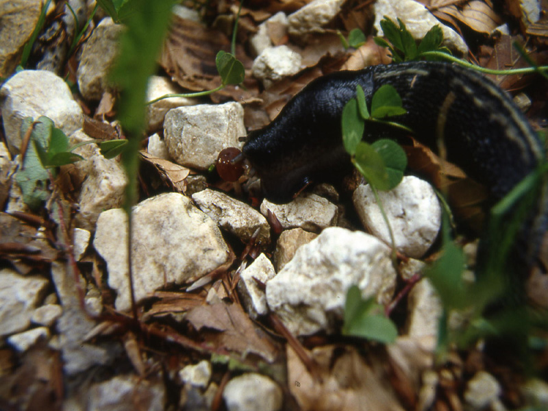 Limax cinereoniger da Monte La Marzola (TN)