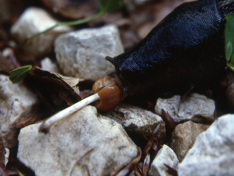 Limax cinereoniger da Monte La Marzola (TN)