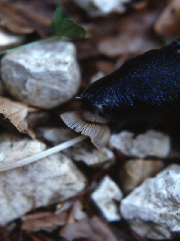 Limax cinereoniger da Monte La Marzola (TN)