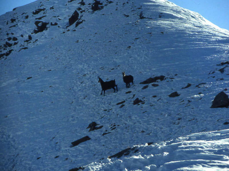 Rupicapra rupicapra.....dal Trentino Alto Adige