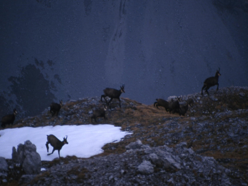 Rupicapra rupicapra.....dal Trentino Alto Adige