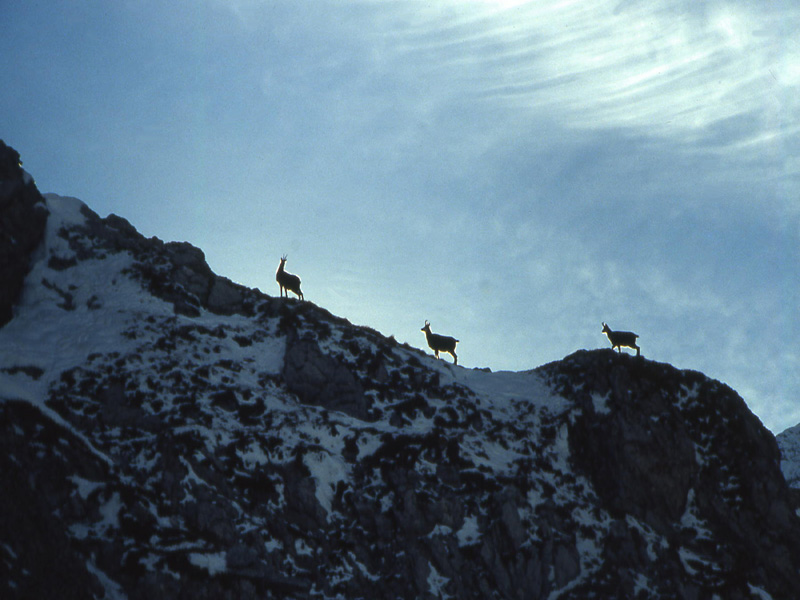 Rupicapra rupicapra.....dal Trentino Alto Adige