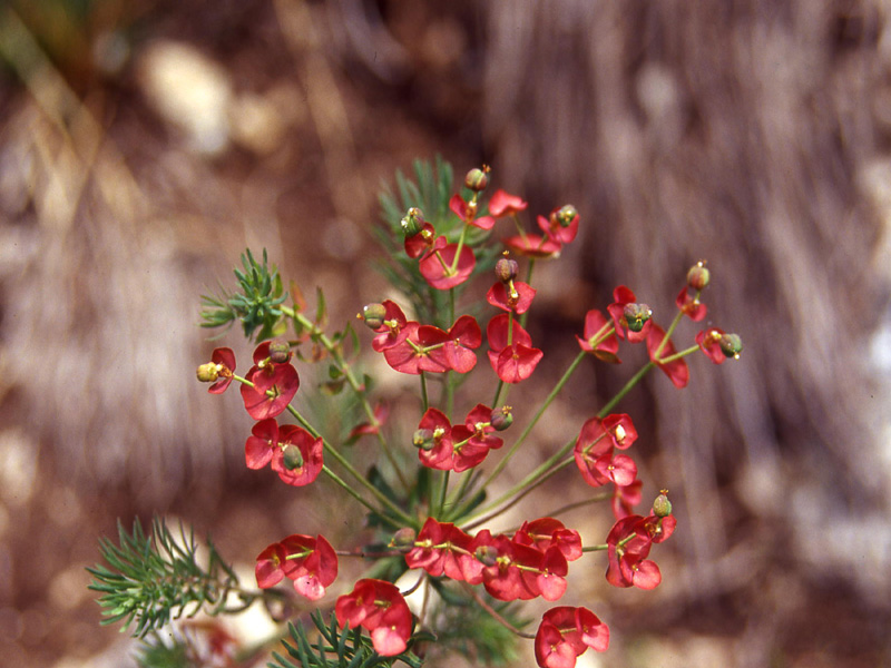 Euphorbia cyparissias / Euforbia cipressina