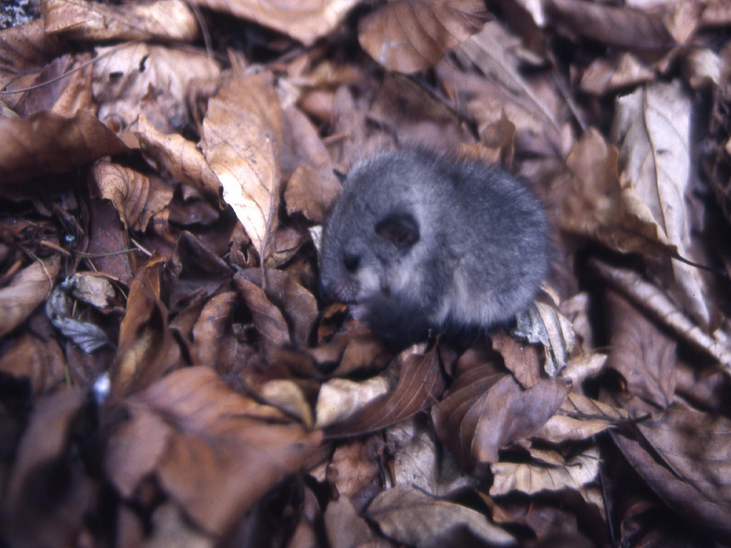 Ghiro - Glis glis